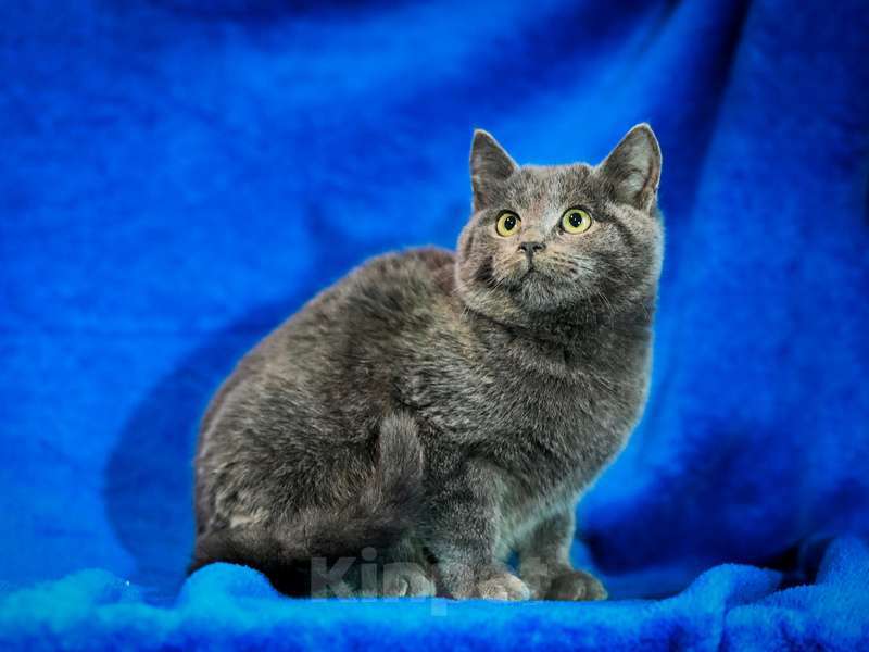 Кошки в Москве: Русские голубые котята в добрые руки Мальчик, Бесплатно - фото 2