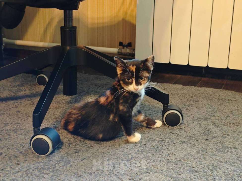 Кошки в Москве: Котенок Морковка – в самые добрые руки    Девочка, Бесплатно - фото 3