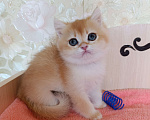 Кошки в Санкт-Петербурге: Золотая шиншилла котёнок мальчик Мальчик, 25 000 руб. - фото 2