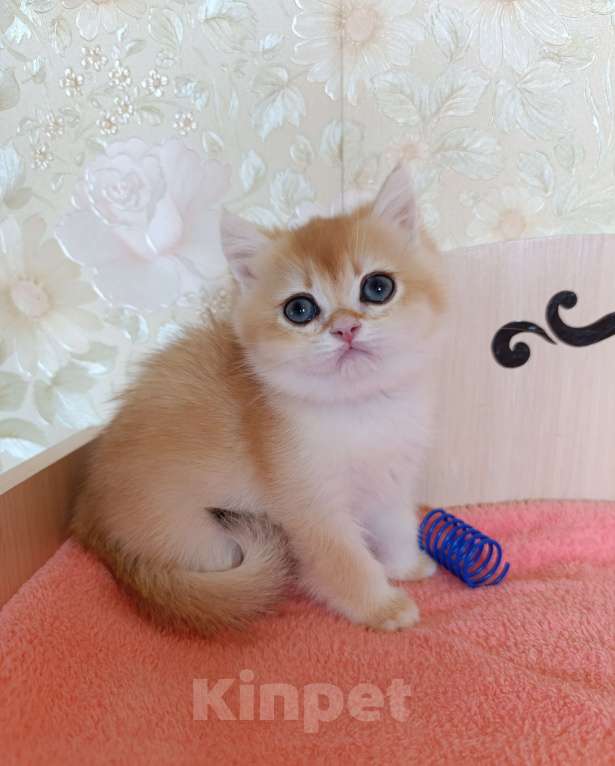 Кошки в Санкт-Петербурге: Золотая шиншилла котёнок мальчик Мальчик, 25 000 руб. - фото 2