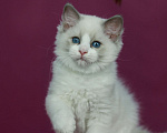 Кошки в Москве: Рэгдолл- котенок биколор Девочка, 70 000 руб. - фото 1