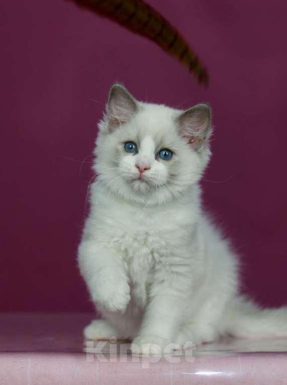 Кошки в Москве: Рэгдолл- котенок биколор Девочка, 70 000 руб. - фото 1