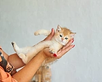 Кошки в Ярославле: Британская золотая шиншилла котята Разнополые, 40 000 руб. - фото 7
