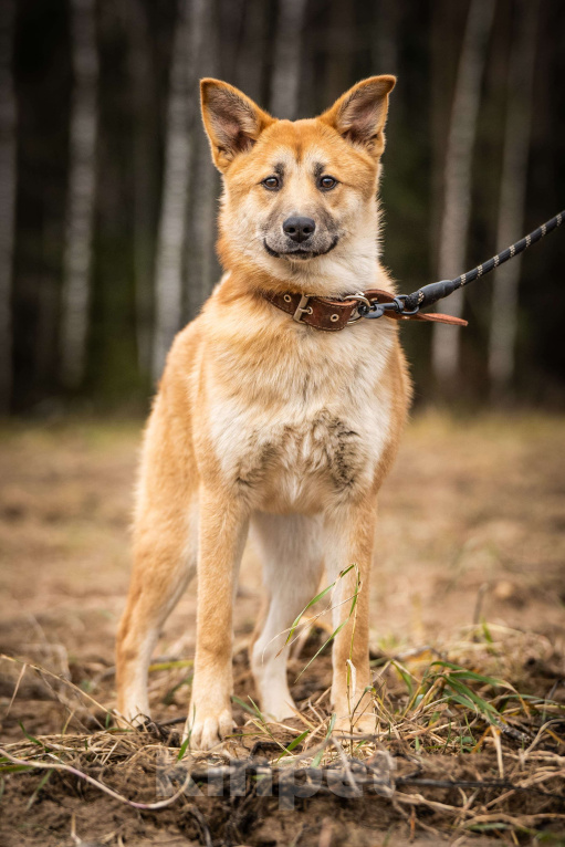 Собаки в Клине: Хеди — настоящая искорка счастья Девочка, Бесплатно - фото 3