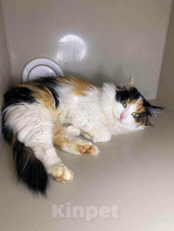 Кошки в Москве: Робкая Кассандра Девочка, Бесплатно - фото 5