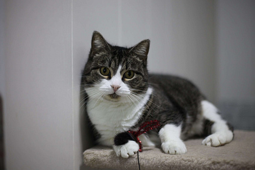 Шарлотта — ласковая кошка, кокетка, красотка