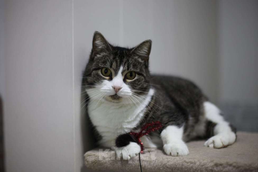 Кошки в Санкт-Петербурге: Шарлотта — ласковая кошка, кокетка, красотка Девочка, Бесплатно - фото 1