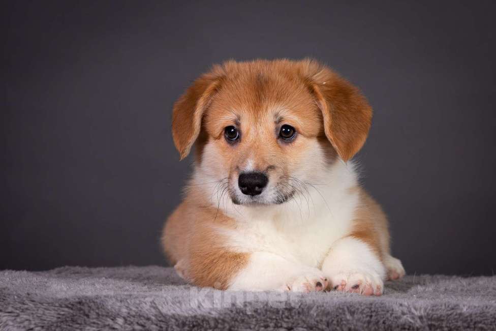 Собаки в Москве: Продам щенка вельш корги пемброк Девочка, 70 000 руб. - фото 7