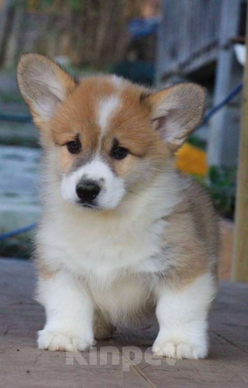 Собаки в Москве: Аманси Бранль Мальчик, 75 000 руб. - фото 5