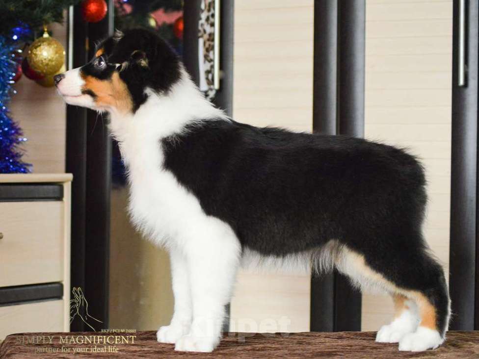 Собаки в других городах Московской области: Щенки австралийской овчарки. РКФ Девочка, 65 000 руб. - фото 2