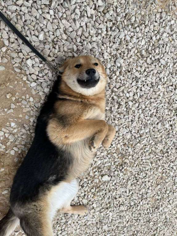 Собаки в Москве: Вики, собака-улыбака Девочка, Бесплатно - фото 2