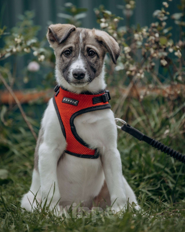 Собаки в Москве: Щенок в добрые руки бесплатно Москва Девочка, Бесплатно - фото 2