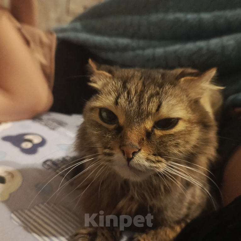 Кошки в Волгограде: Потерялась кошка Девочка, Бесплатно - фото 1