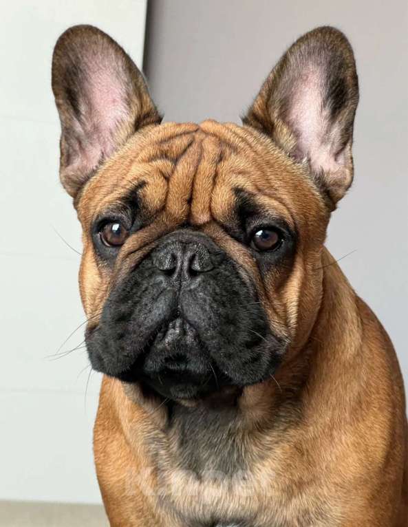 Собаки в Краснодаре: Вязка Арчи Мальчик, Бесплатно - фото 10