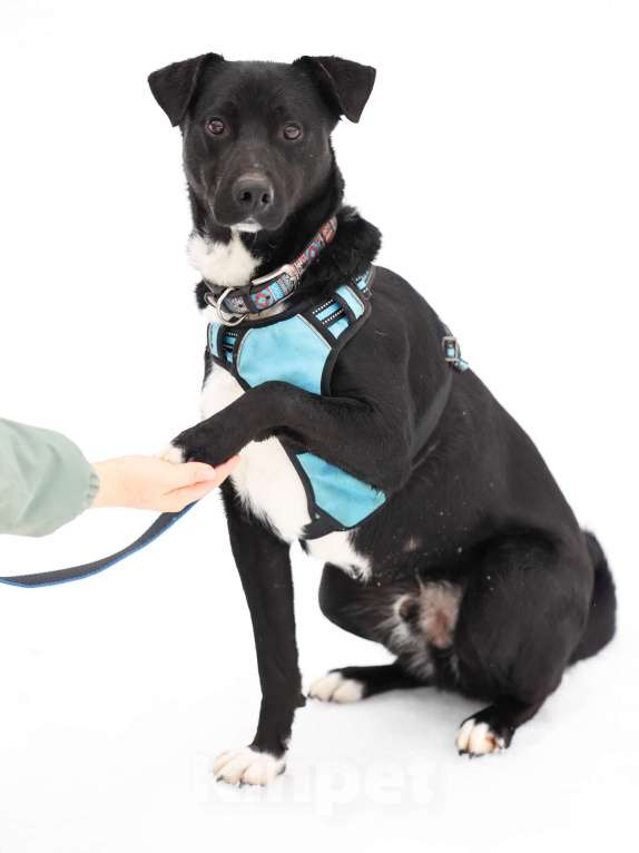 Собаки в Москве: Чаплин бывшедомашний пес в добрые руки Мальчик, Бесплатно - фото 5