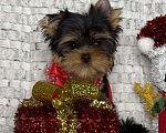 Собаки в Москве: Йоркширский терьер мальчик  Мальчик, 65 000 руб. - фото 3