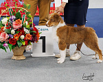 Собаки в Москве: Австрийская овчарка (аусси) щенок кобель Мальчик, 100 000 руб. - фото 3