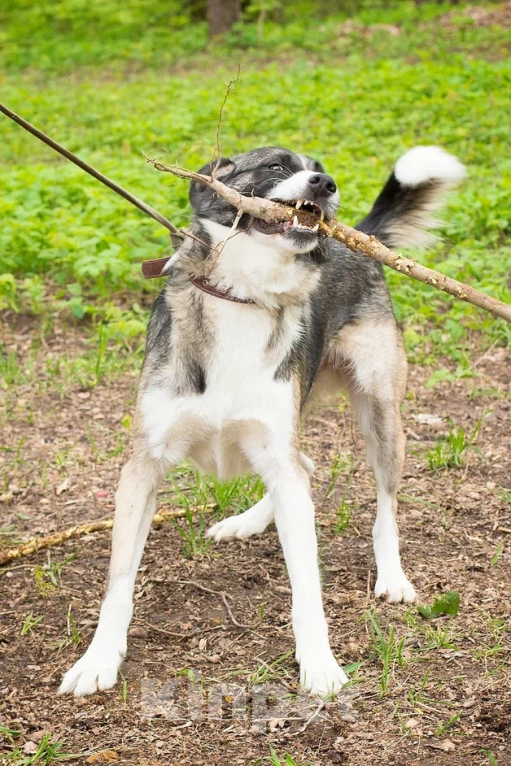Собаки в Москве: Джек. Бывшедомашний парень Мальчик, 1 руб. - фото 3