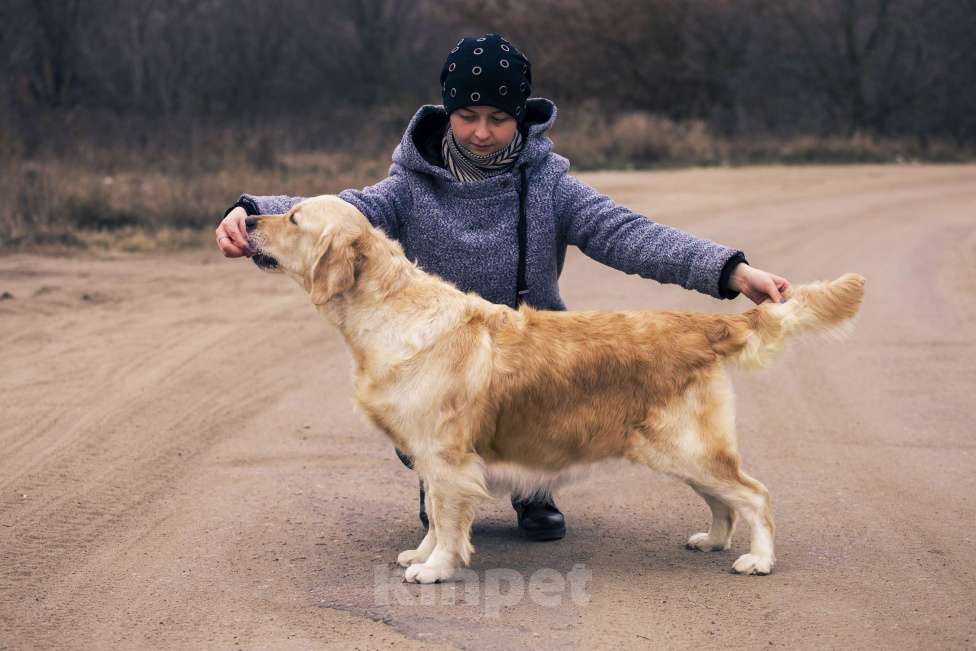 Собаки в Туле: Мальчики и девочки - золотистый ретривер Мальчик, 60 000 руб. - фото 2