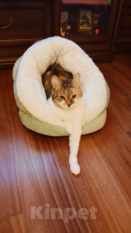 Кошки в Санкт-Петербурге: Умная чистюля Олимпия Девочка, Бесплатно - фото 7