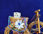 Кошки в Сарове: Новогодняя снежинка Девочка, 15 000 руб. - фото 2