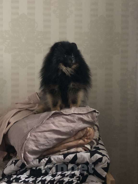 Собаки в Москве: Шпиц Даня мини срочно Мальчик, 25 000 руб. - фото 5