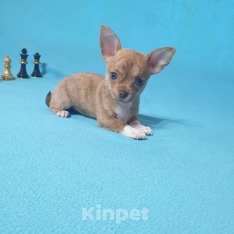 Собаки в Москве: Чихуахуа щенки  Мальчик, Бесплатно - фото 5