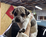 Собаки в Белгороде: Щенки в добрые руки Девочка, Бесплатно - фото 5