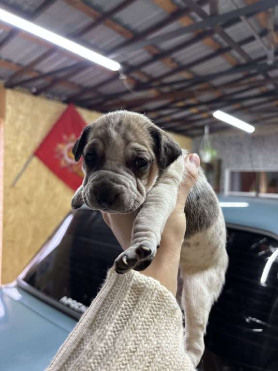 Собаки в Белгороде: Щенки в добрые руки Девочка, Бесплатно - фото 5