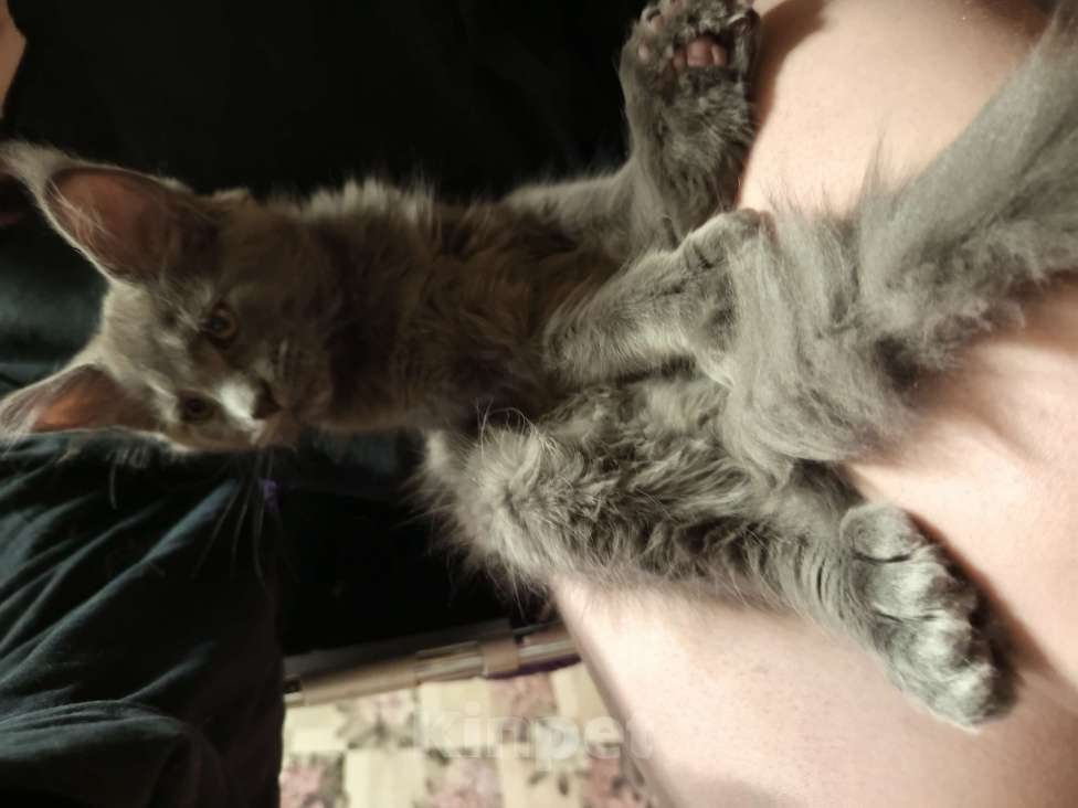 Кошки в других городах Ленинградской области: Котята Менйн Кун polidakt Мальчик, 25 000 руб. - фото 7