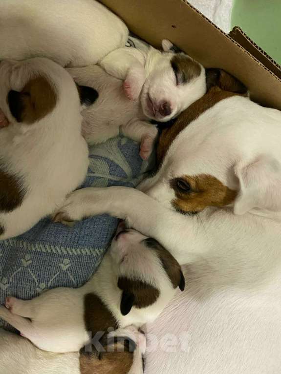 Собаки в Омске: щенки джек-рассел терьер с документами Девочка, 37 000 руб. - фото 5