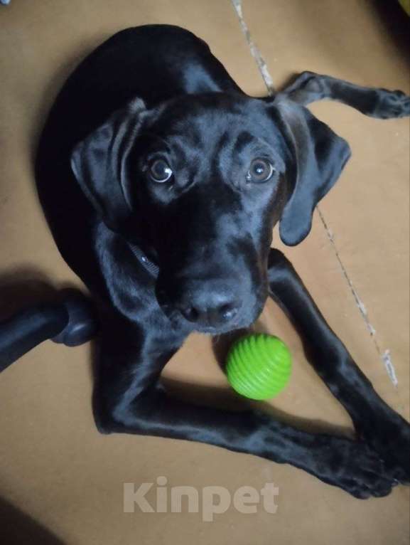 Собаки в других городах Крыма: Ищем хозяев в частном секторе, желательно охотник Мальчик, Бесплатно - фото 2