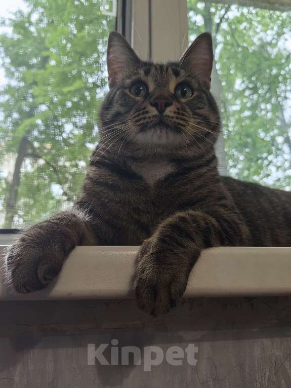 Кошки в Уфе: Тима Мальчик, Бесплатно - фото 3