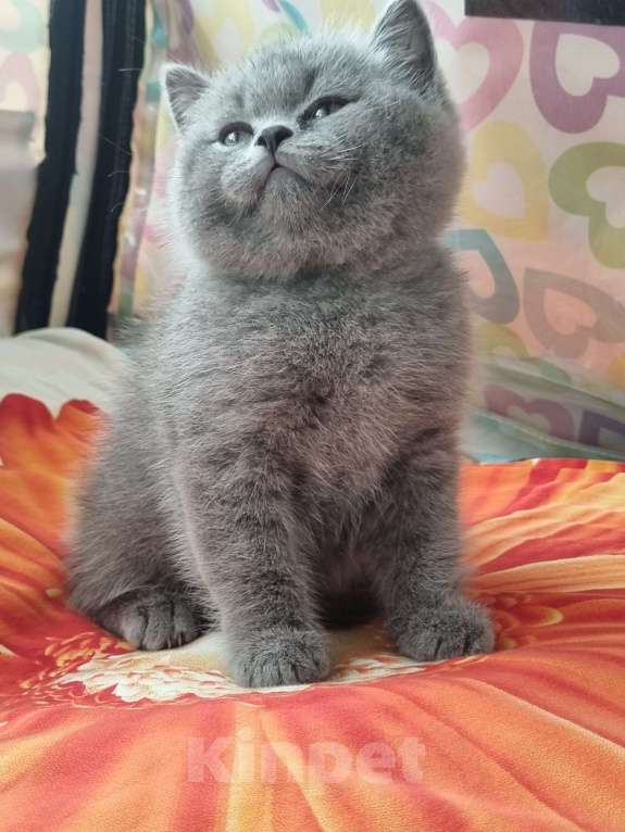 Кошки в Москве: Голубого окраса мальчик  Мальчик, 15 000 руб. - фото 4