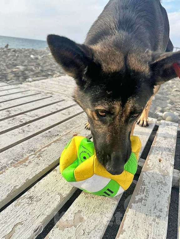 Собаки в Москве: Молодая собака Вита, немецкая овчарка ищет дом Девочка, 10 руб. - фото 3