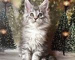 Кошки в Санкт-Петербурге: Котик мейн кун чёрный мраморный серебряный Мальчик, 45 000 руб. - фото 3
