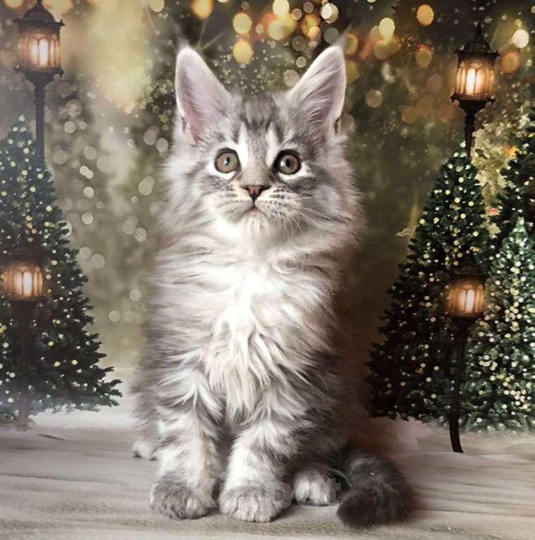 Кошки в Санкт-Петербурге: Котик мейн кун чёрный мраморный серебряный Мальчик, 45 000 руб. - фото 3