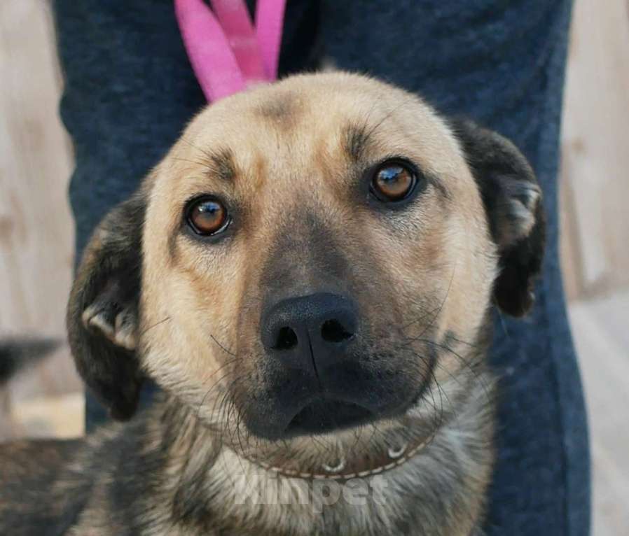 Собаки в Санкт-Петербурге: Семейный пёс небольшого размера Мальчик, Бесплатно - фото 4