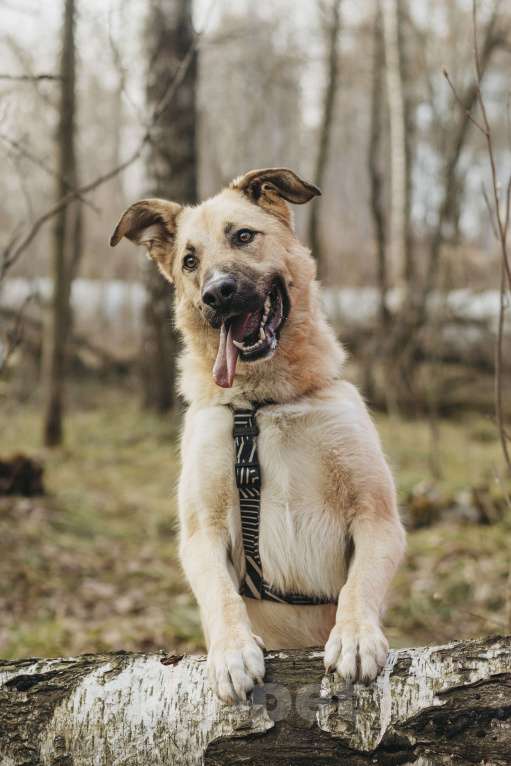 Собаки в Москве: Собака в добрые руки Девочка, Бесплатно - фото 2