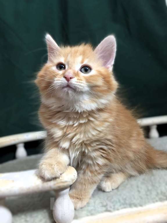 Кошки в Санкт-Петербурге: Сибирский котёнок Мальчик, 45 000 руб. - фото 1