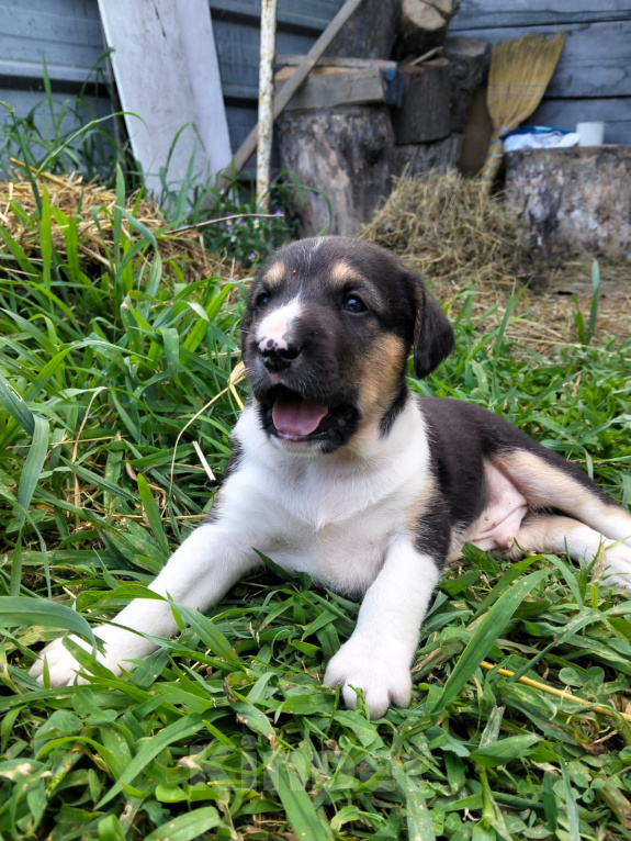 Собаки в Москве: 🐶 Семь очаровательных щенков ищут любящий дом! 🐶 Мальчик, Бесплатно - фото 9