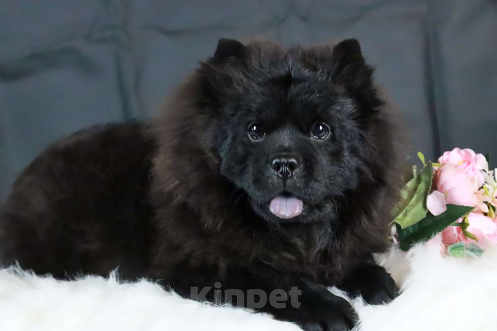 Собаки в Москве: Неповторимая девочка породы мини чау-чау! Девочка, 380 000 руб. - фото 1