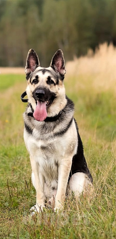 Собаки в других городах Московской области: Шикарная ВЕО девочка из племенного питомника Девочка, 60 000 руб. - фото 6