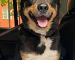 Собаки в Москве: Трёхцветное счастье ищет дом! Мальчик, Бесплатно - фото 1
