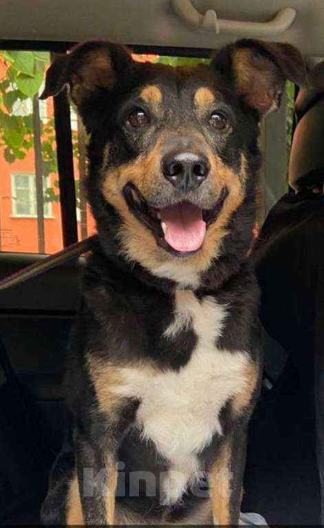 Собаки в Москве: Трёхцветное счастье ищет дом! Мальчик, Бесплатно - фото 1