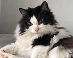 Кошки в Екатеринбурге: Котик срочно ищет дом  Мальчик, Бесплатно - фото 1