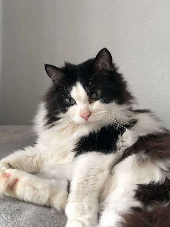 Кошки в Екатеринбурге: Котик срочно ищет дом  Мальчик, Бесплатно - фото 1