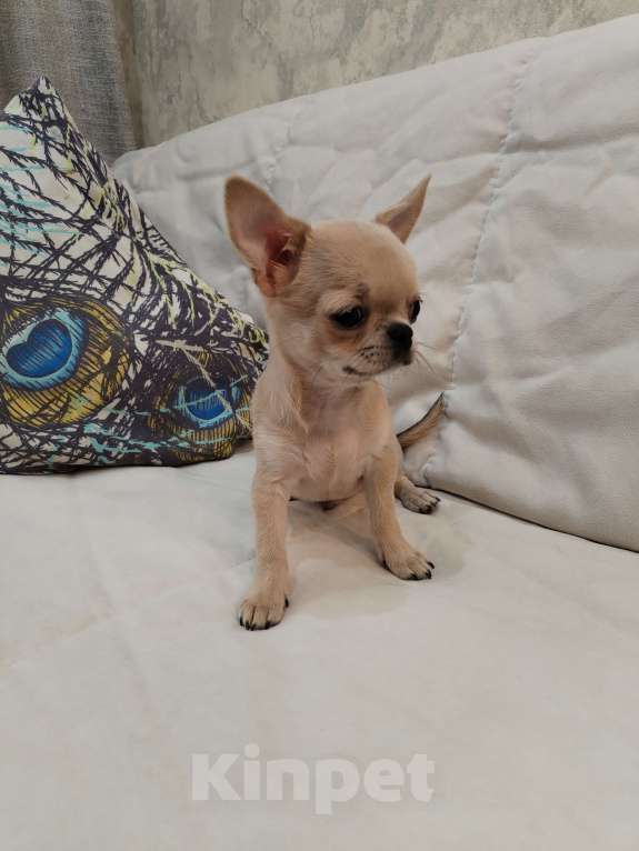 Собаки в Москве: Чихуахуа мальчик РКФ  Мальчик, 90 000 руб. - фото 8