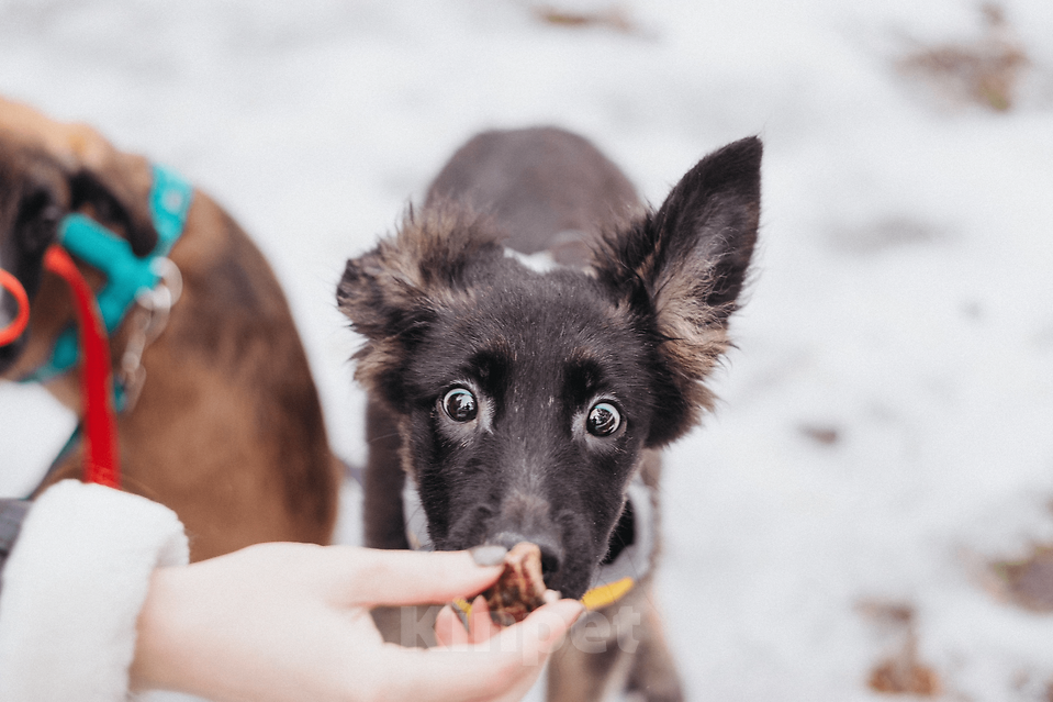 Собаки в Москве: Щенуля Тайлин ищет самый лучший дом! Девочка, Бесплатно - фото 2