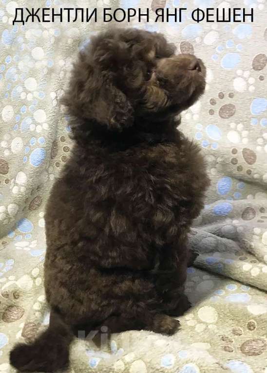 Собаки в Долгопрудном: Щенок пудель той коричневый мальчик Янг Фешен Мальчик, 200 000 руб. - фото 2